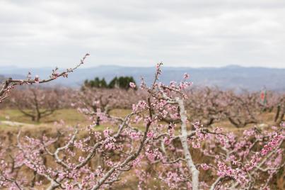 秦安县桃花供应