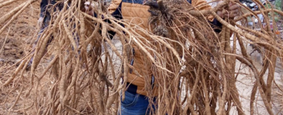 野生牛大力供应