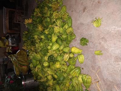 云南楚雄自家种植佛手花  佛手