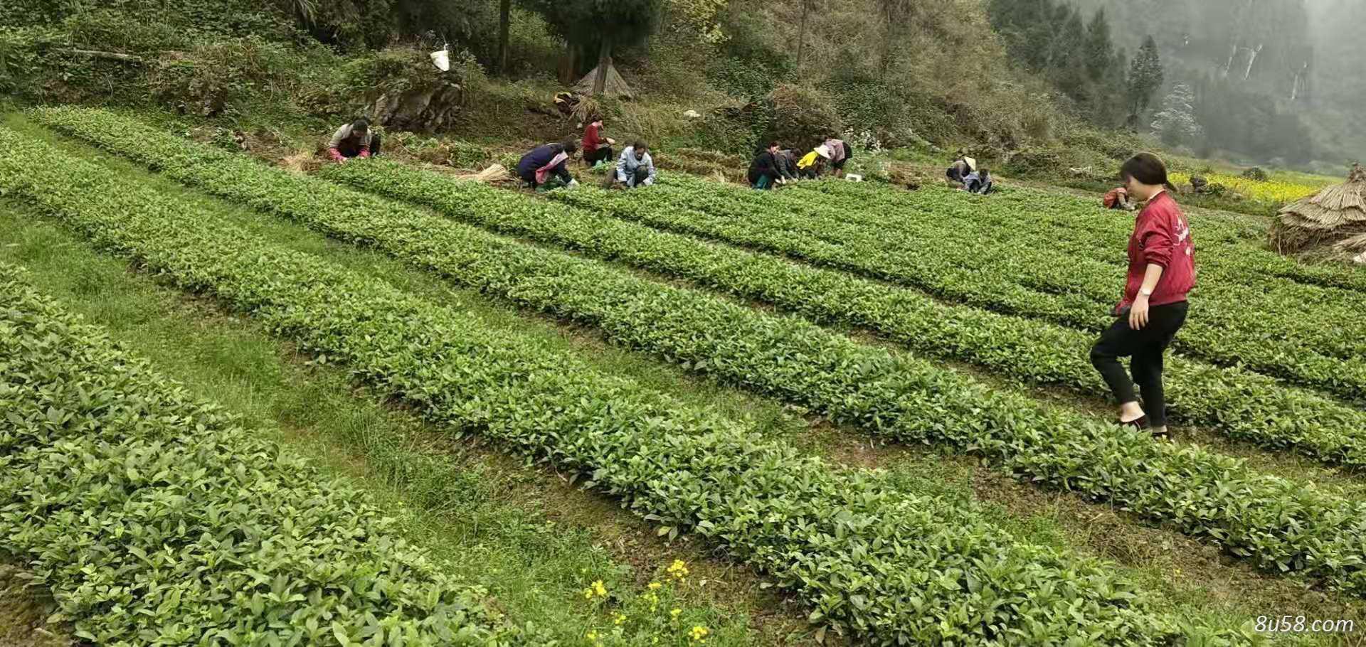 出售板蓝根种苗