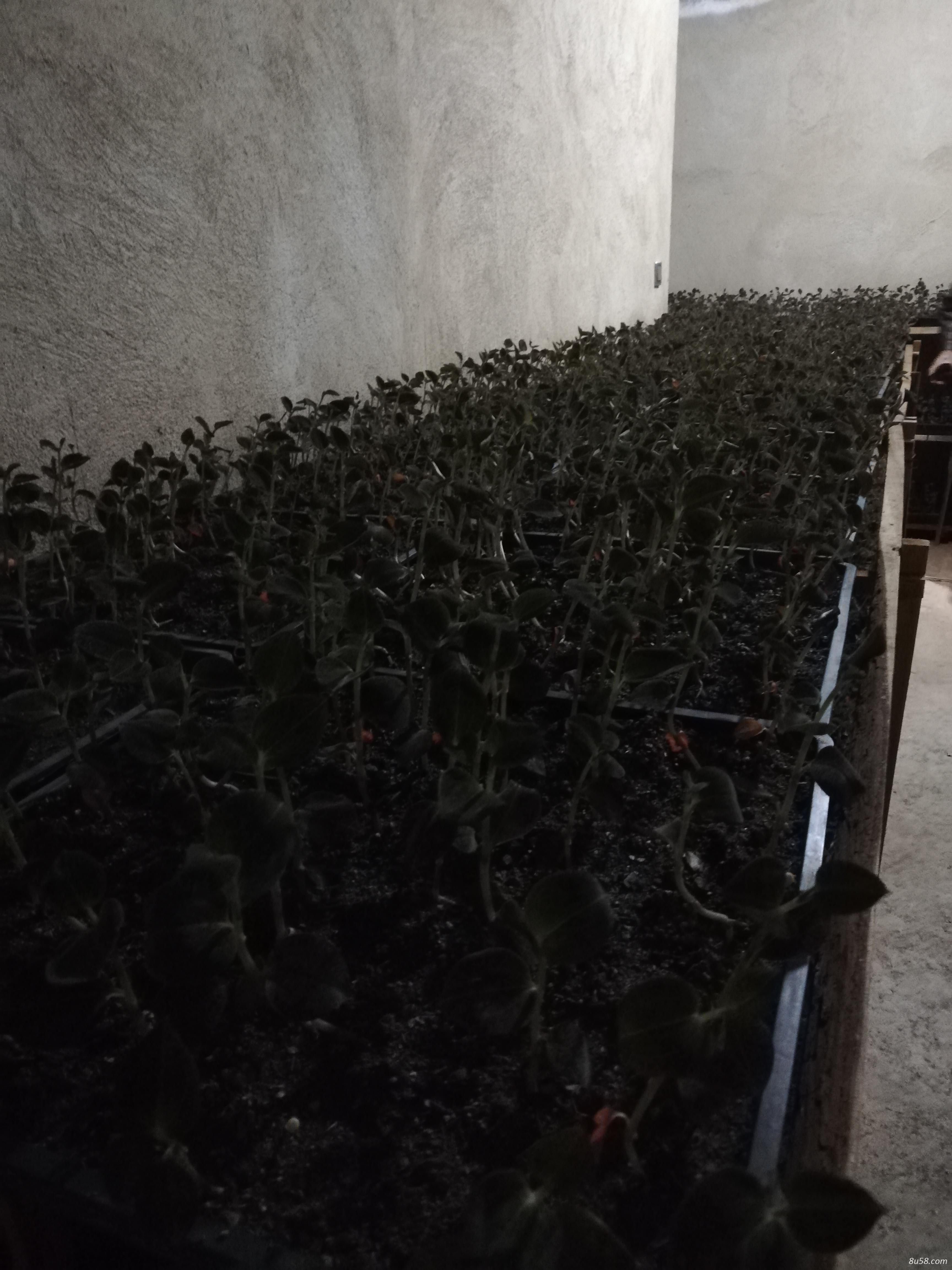 人工培育金线莲求卖