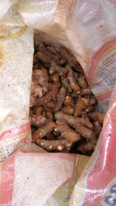 姜黄（又名黄姜、宝鼎香）现有新鲜挖掘的姜黄一批约7000斤色泽黄姜味浓