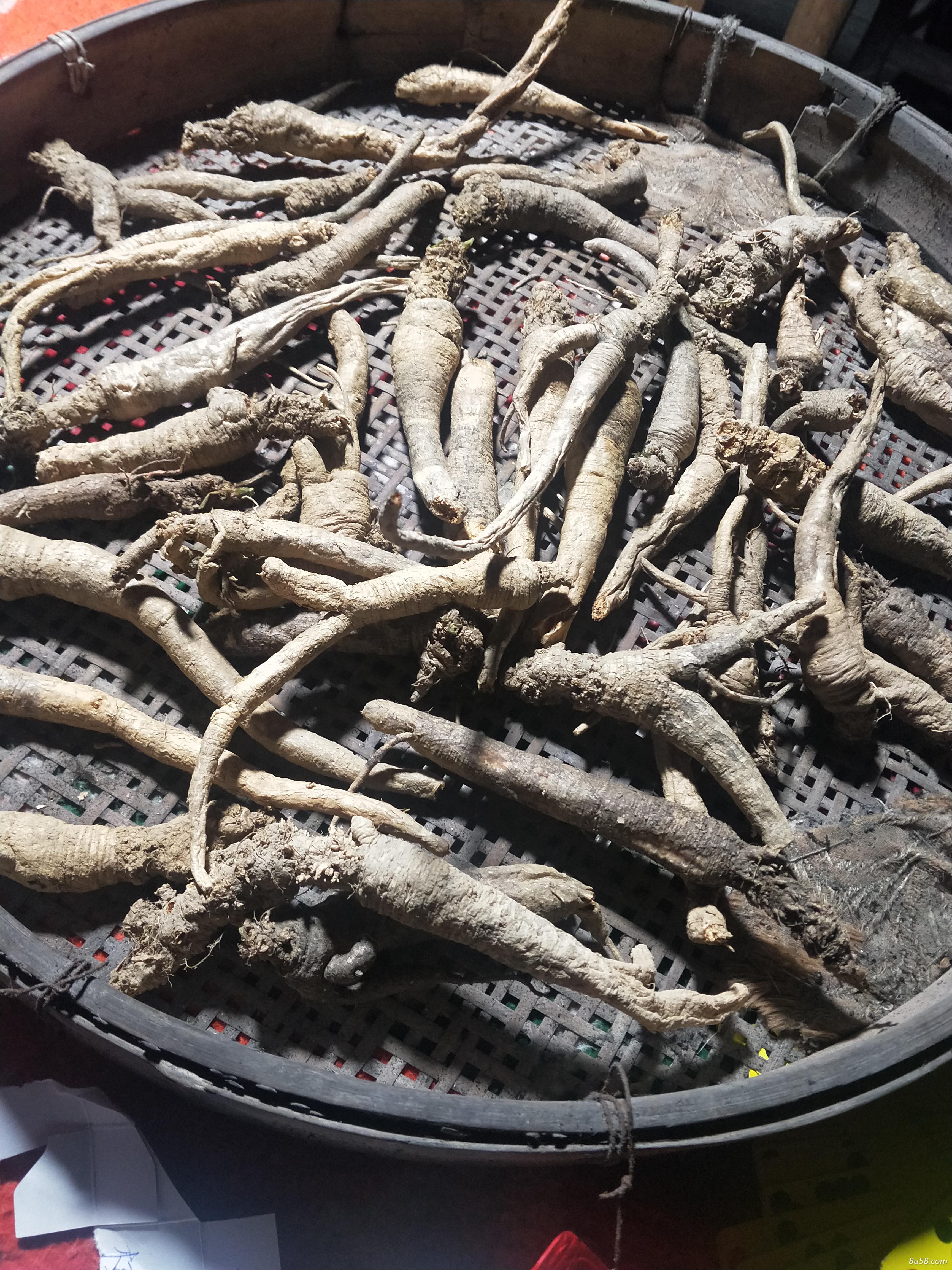 销售野生南沙参