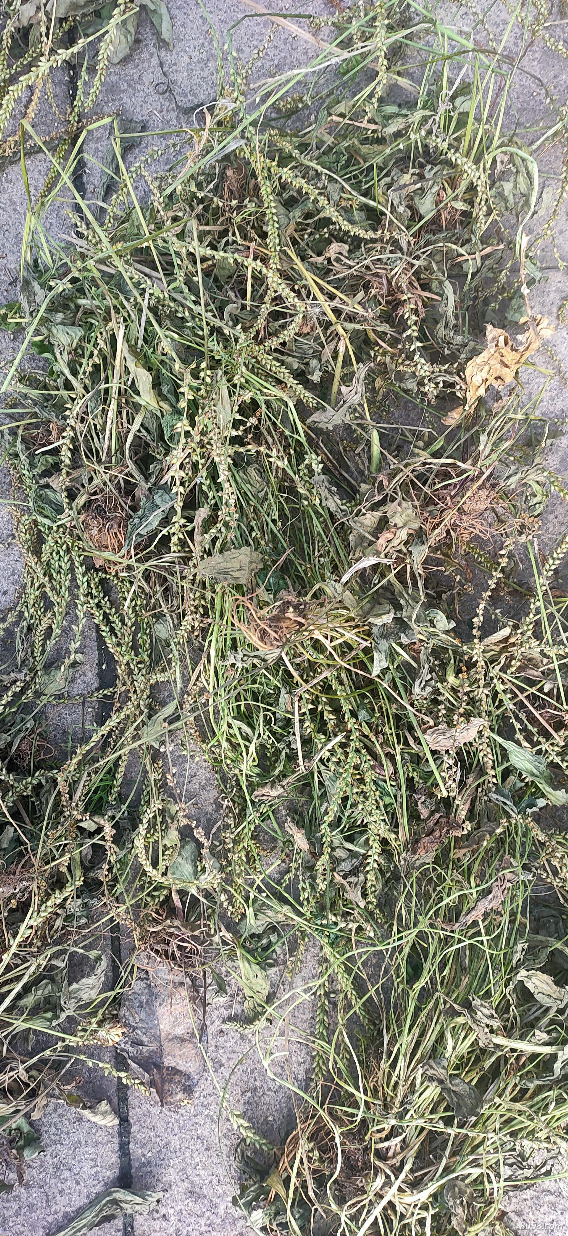 车前草 车前草