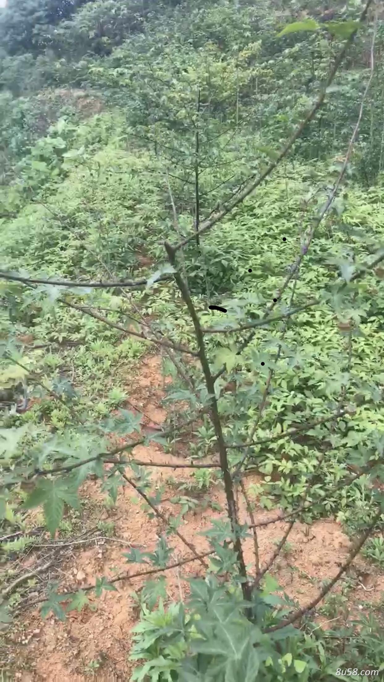 掌叶覆盆子（五裂）