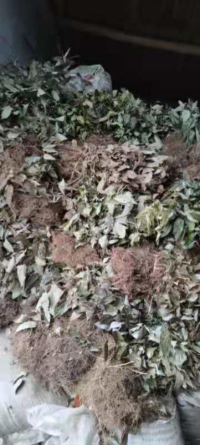淫羊藿干货，出售根，叶，可分开，支持快递