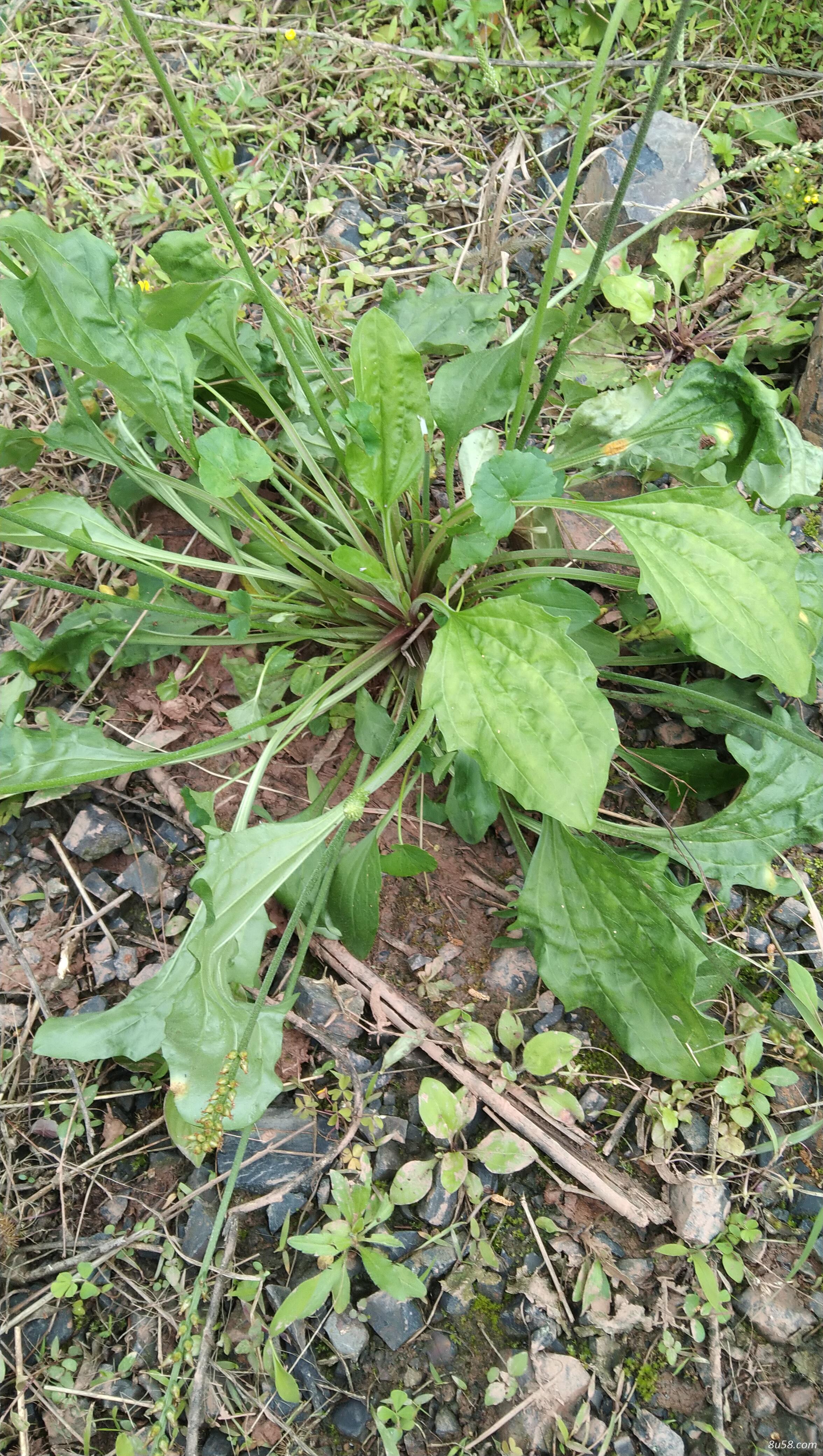 原生药材车前草供应