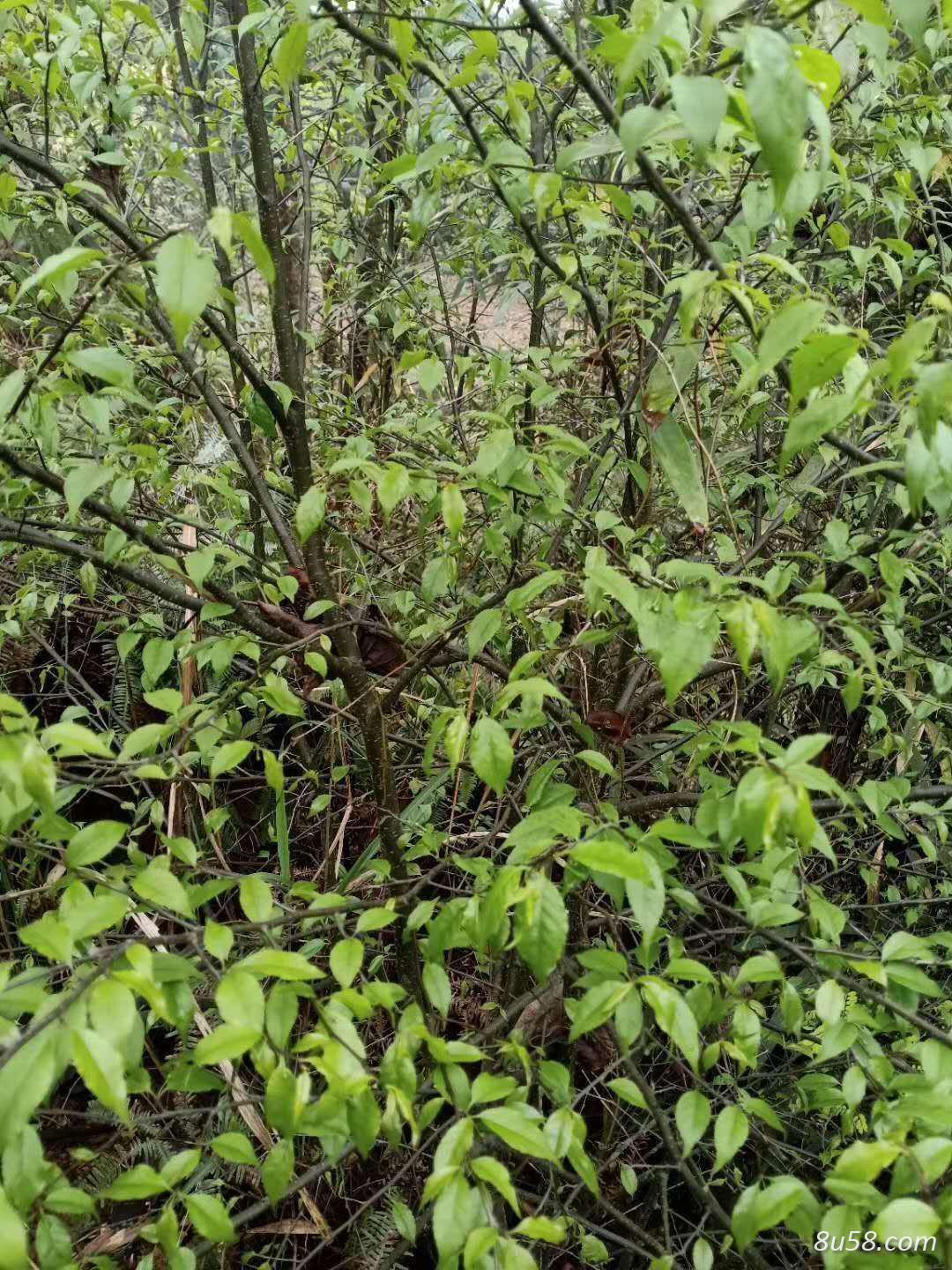 供应野生广东土茯苓，秤星树，岗梅