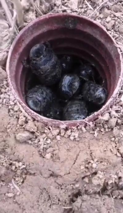 屎壳郎    蜣螂  诱捕饵料