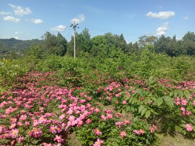 鲜白芍村里合作社有100多亩，5年货，量大的联系