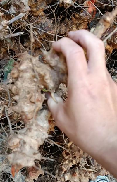 金刚藤（菝葜）求收购