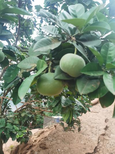 广西隆林各族自治县化橘红种植基地