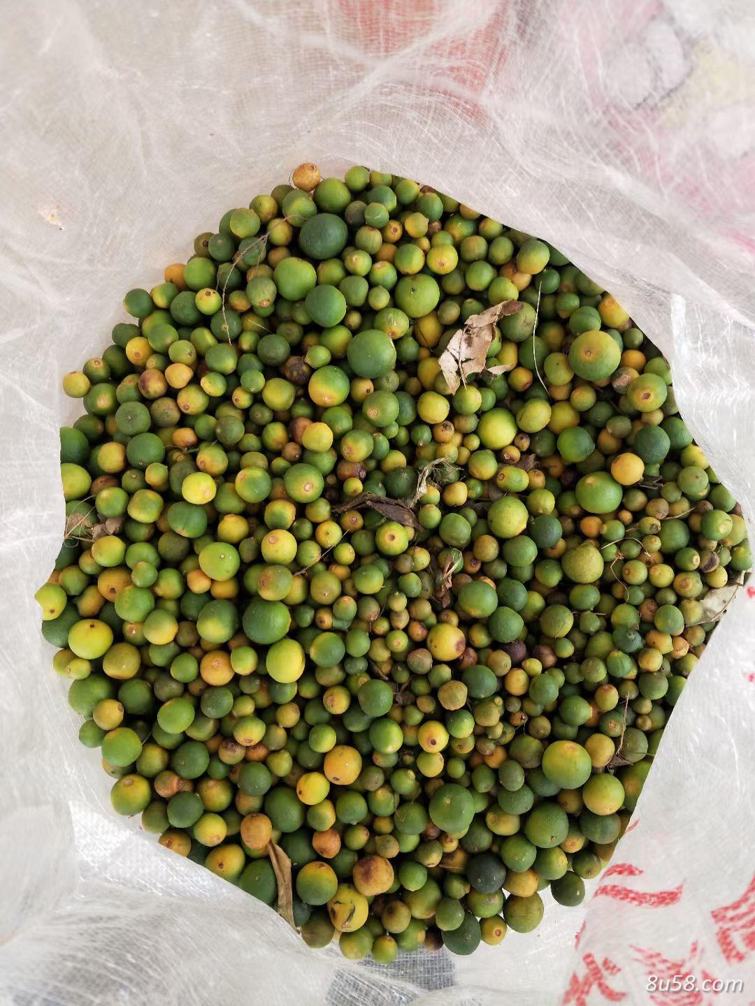 大量出售赣南脐橙落地果