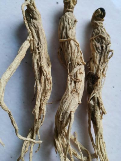 东北小山子人参