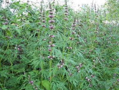 野生益母草统货