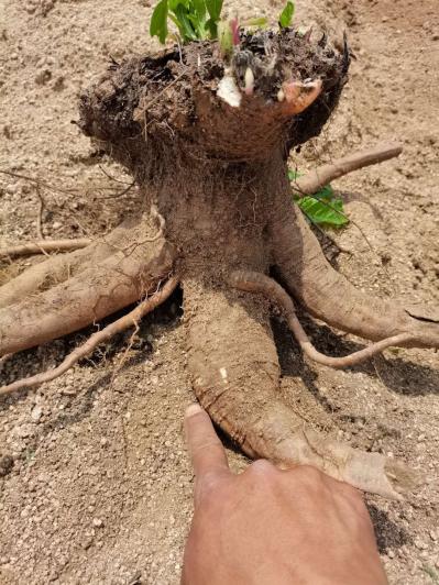 纯野生大商陆出售现挖现卖