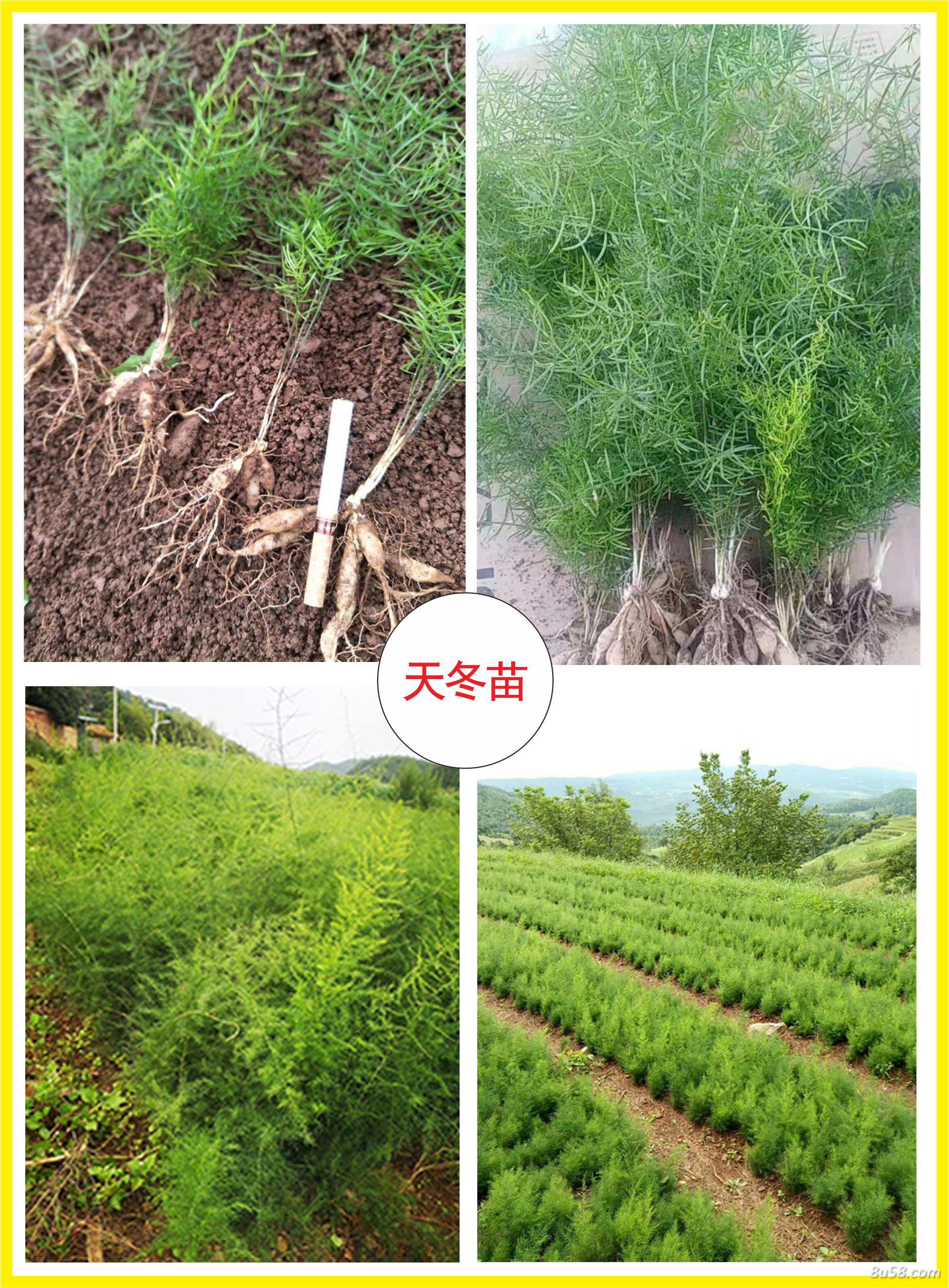 天冬苗祼根苗分枝苗基地直发量大从优