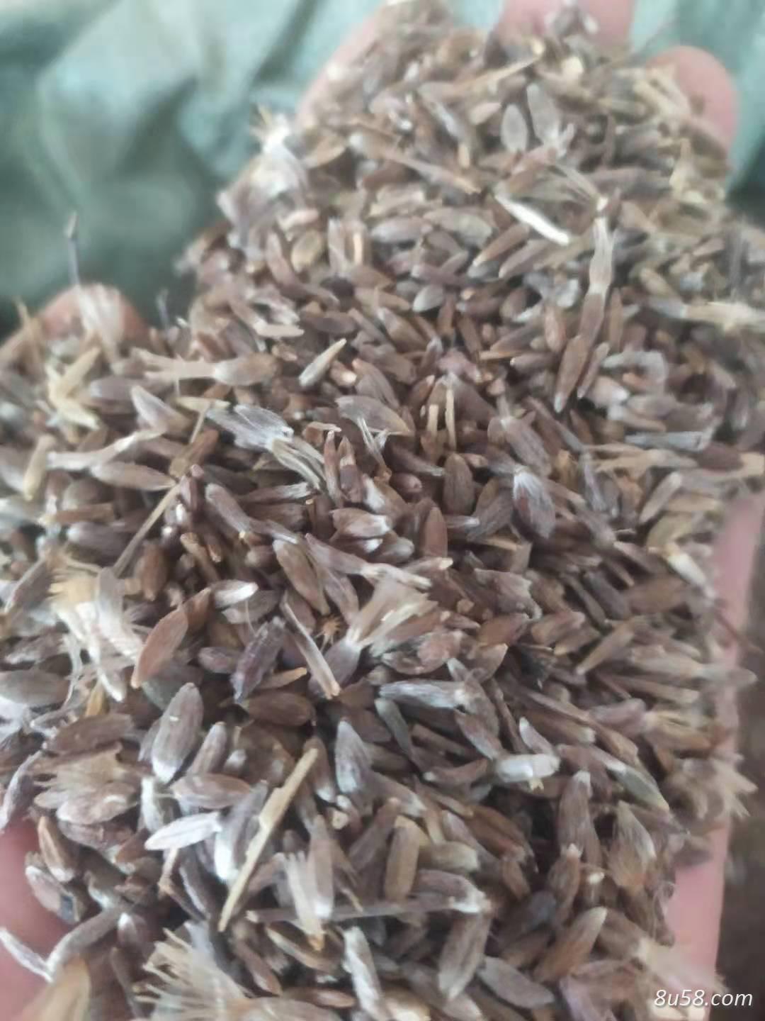 大量出售北苍术种籽 大量出售北苍术种籽