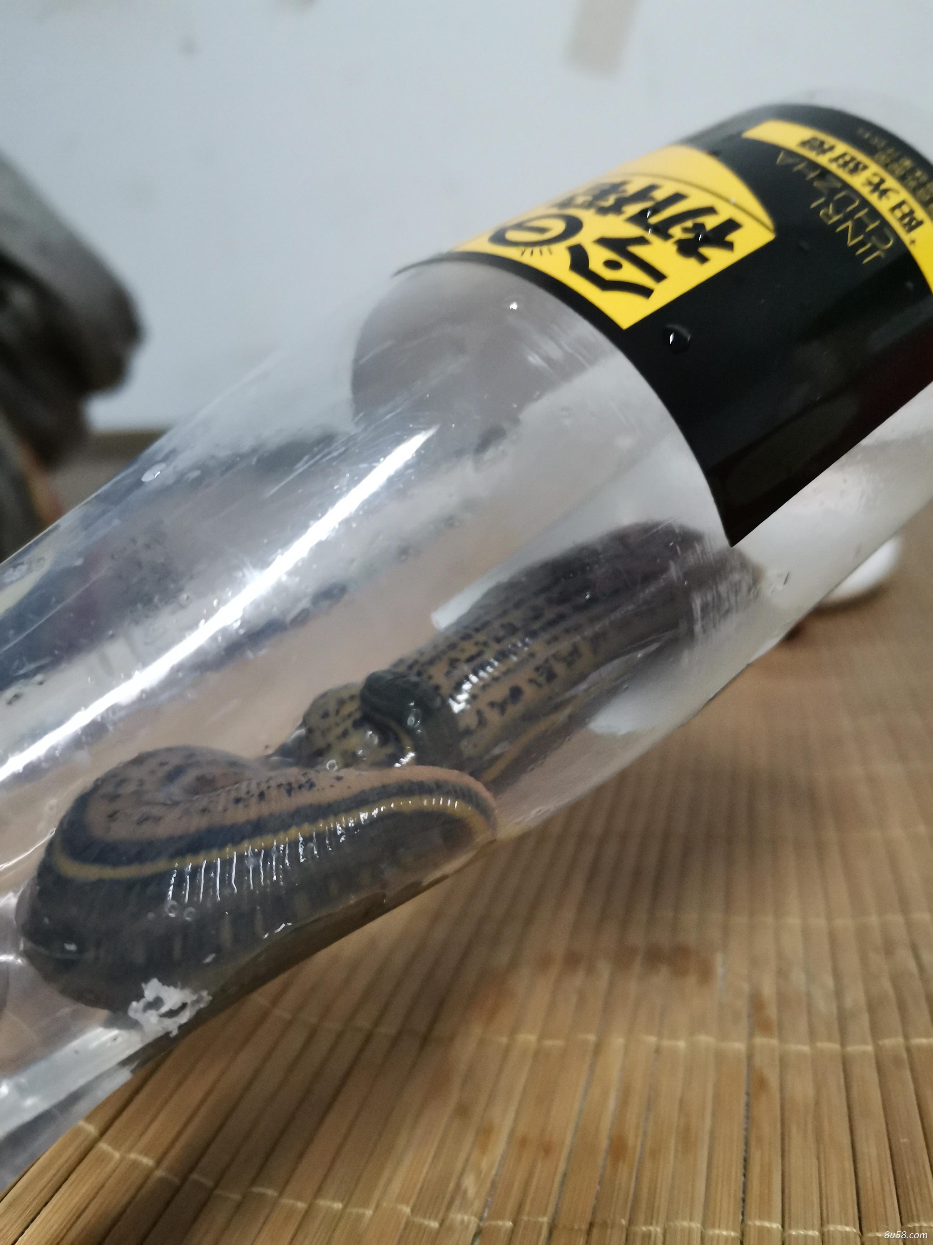 优质野生水蛭，手工扑捉