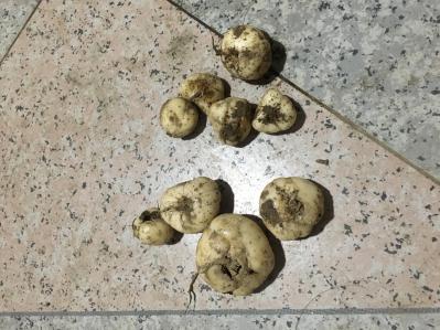 自家种植浙贝母