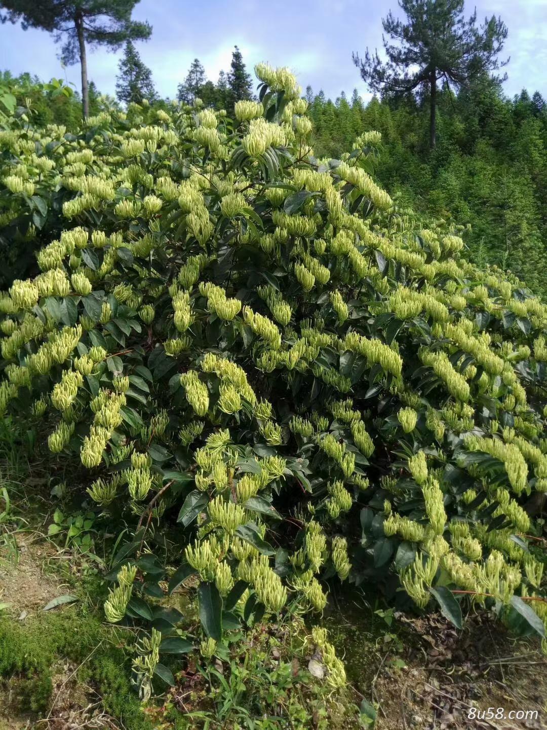 湘蕾金银花种苗批发