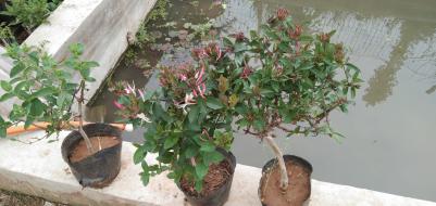 二年生带盆带土一棵栽金银花
