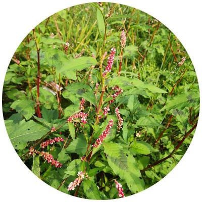 辣廖草、安徽地区野生500g