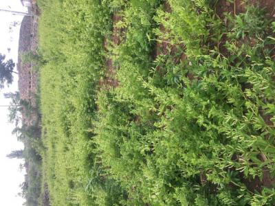 金银花大量现货