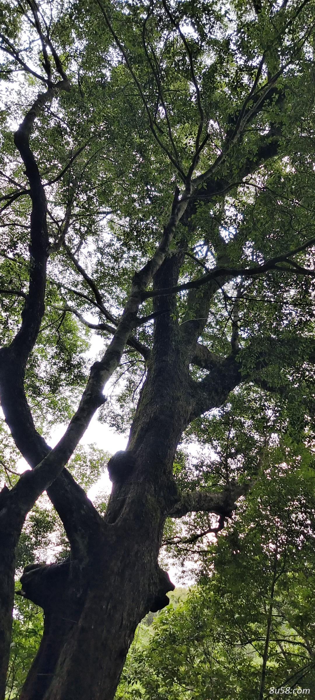 双叶石仙桃