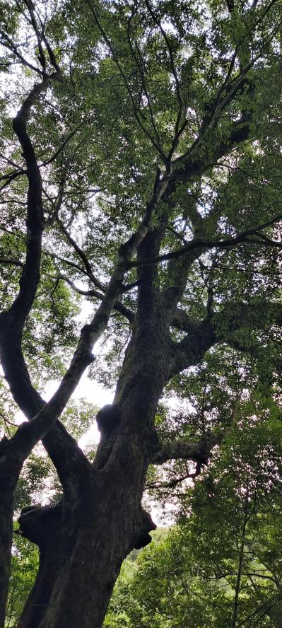 双叶石仙桃