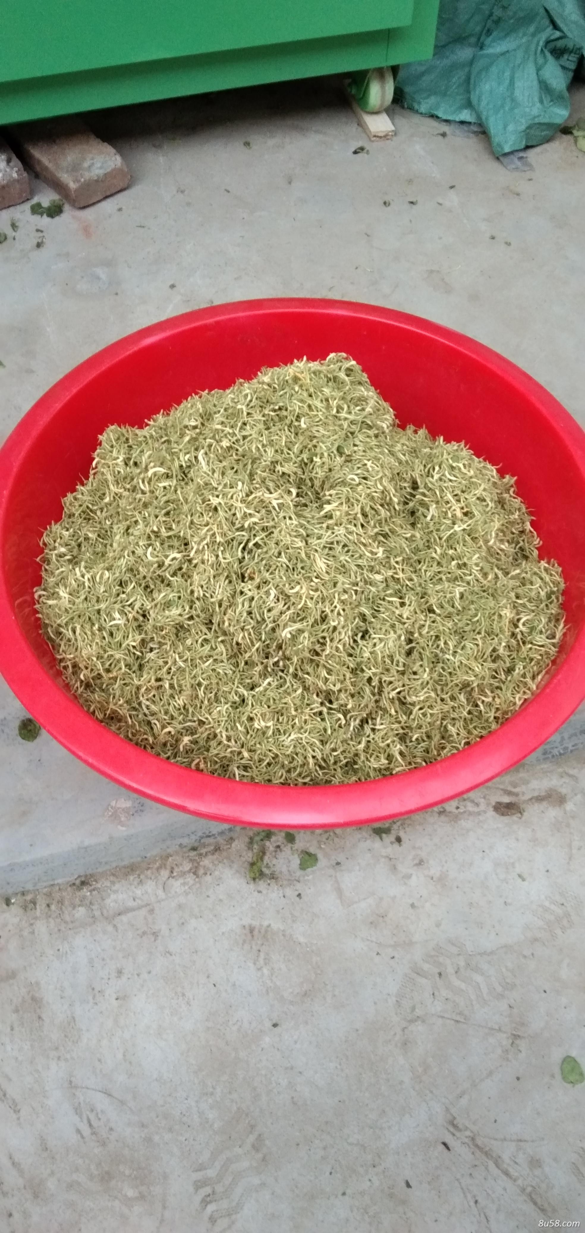 金银花（箱烤、日晒）