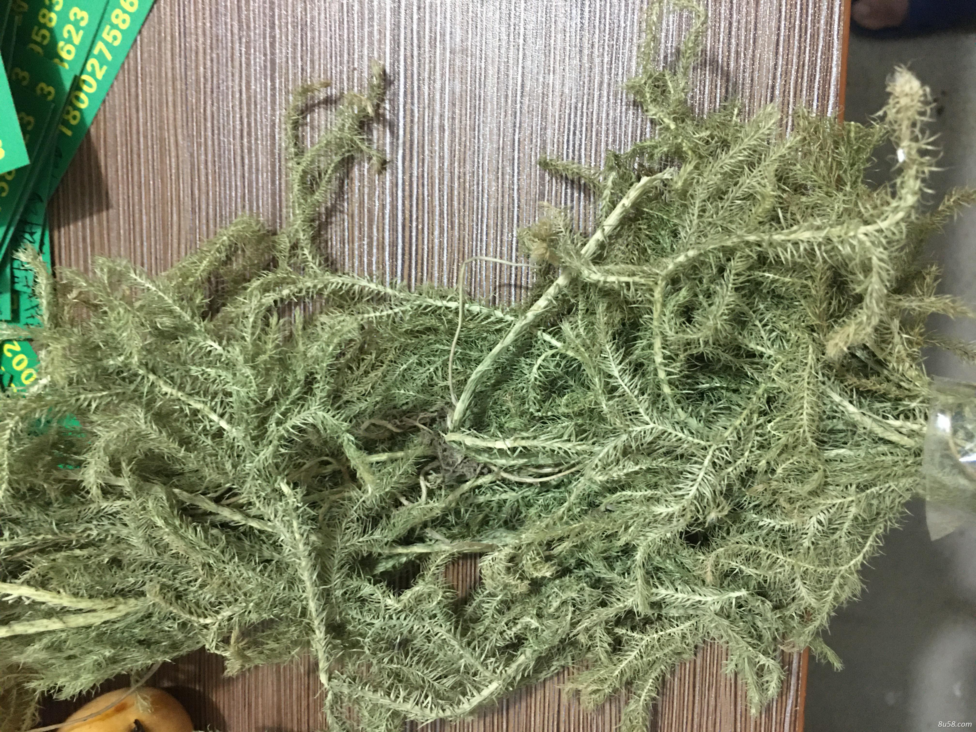 伸筋草