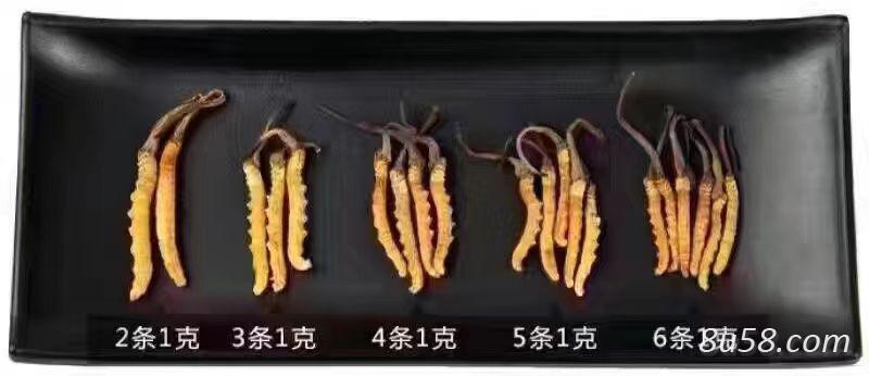 长期提供冬虫夏草 长期提供冬虫夏草