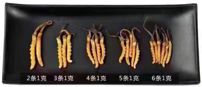 长期提供冬虫夏草