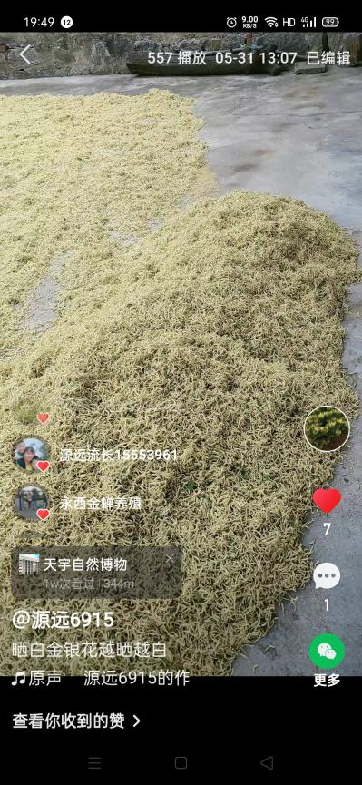 优质金银花