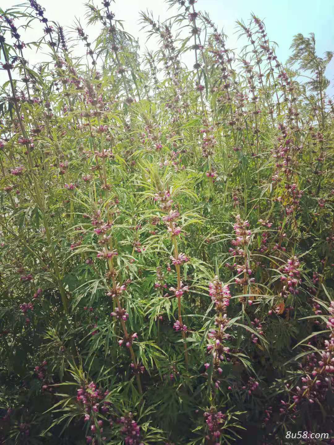 野生益母草