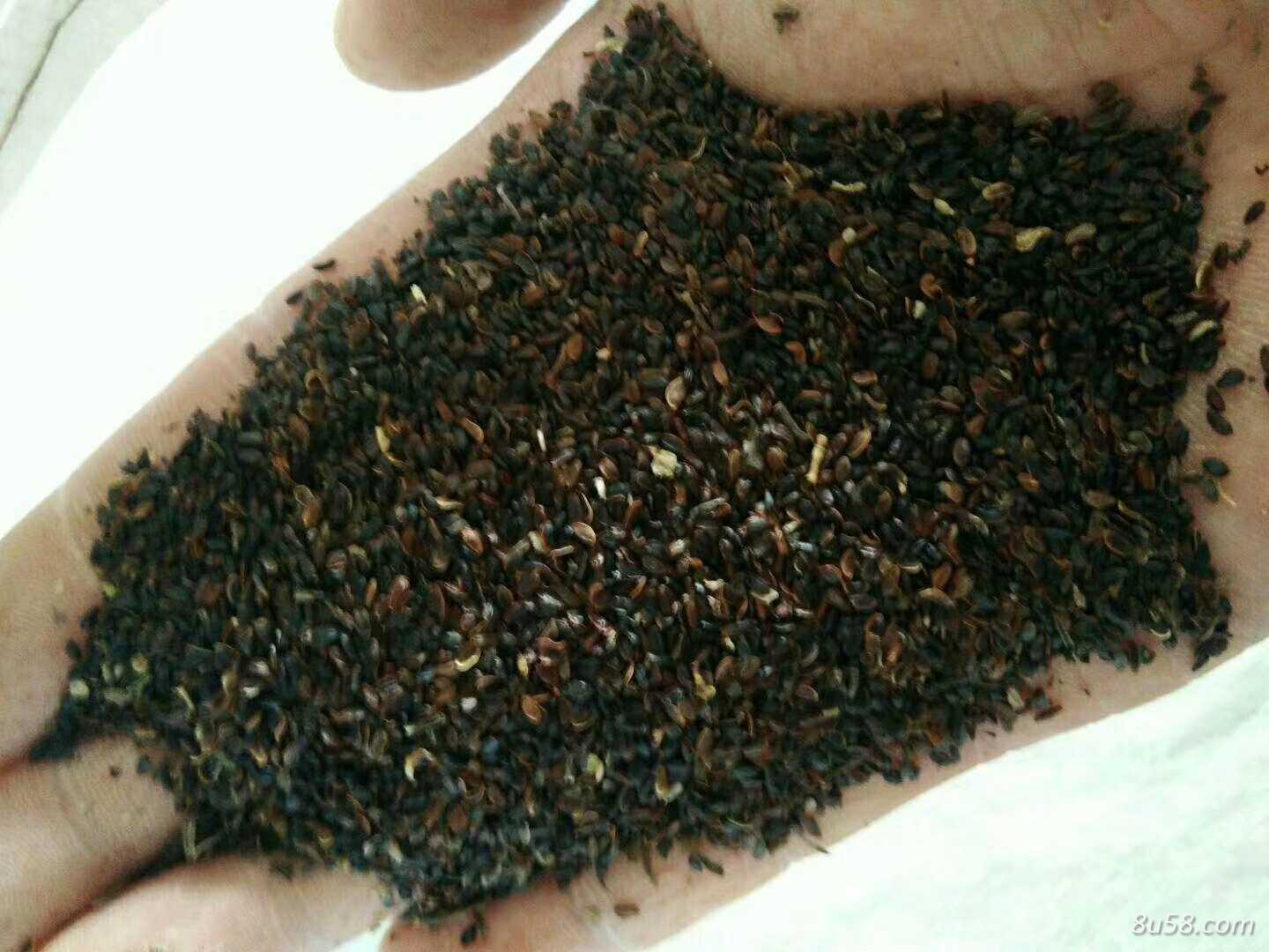 桔梗种子新货优质,大根高产品种,出芽率95%以上,产地直销,物美价廉,量大价优,一手货源 桔梗种子新货优质,大根高产品种,出芽率95%以上,产地直销,物美价廉,量大价优,一手货源