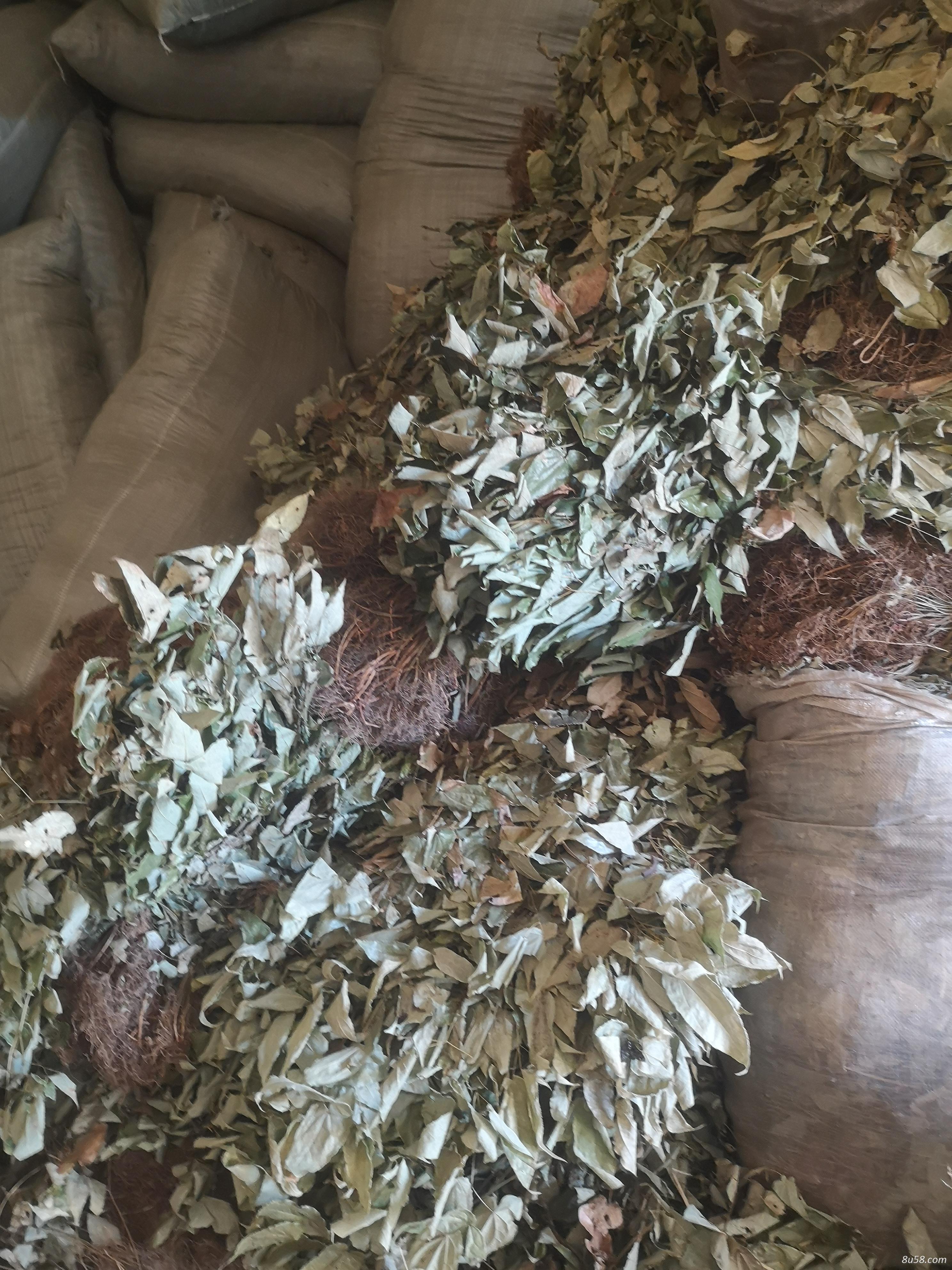 淫羊藿全草