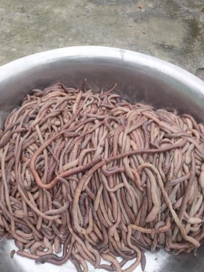 长期出售野生精品地龙干