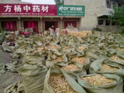 桔梗各种规格大货，药厂带皮无硫个子斜片，去皮个子统货选装，食用二条桔梗丝，桔梗种子，一手货源，产地供应，批发零售。