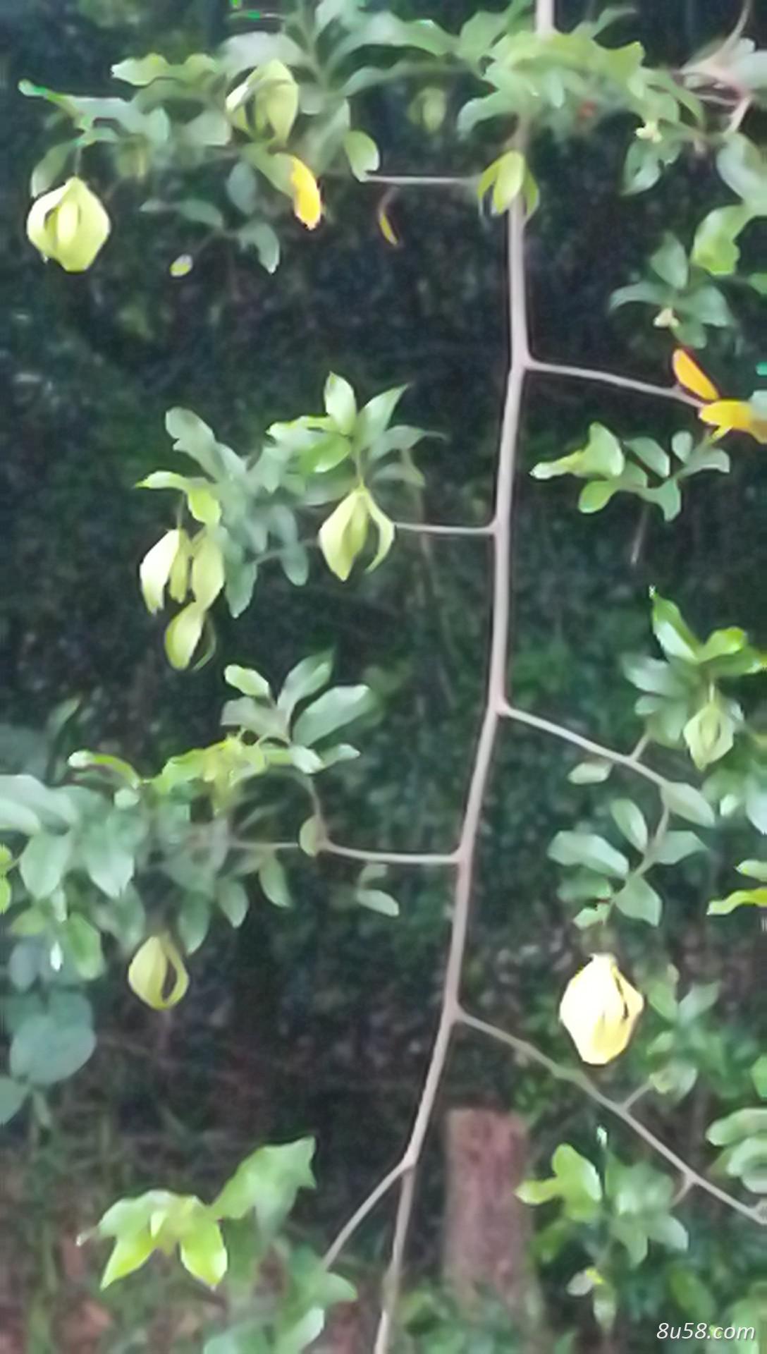 长期大量供应广东鬼针草,澎琪菊,车前草 长期大量供应广东鬼针草,澎琪菊,车前草