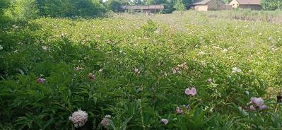 赤芍两年苗