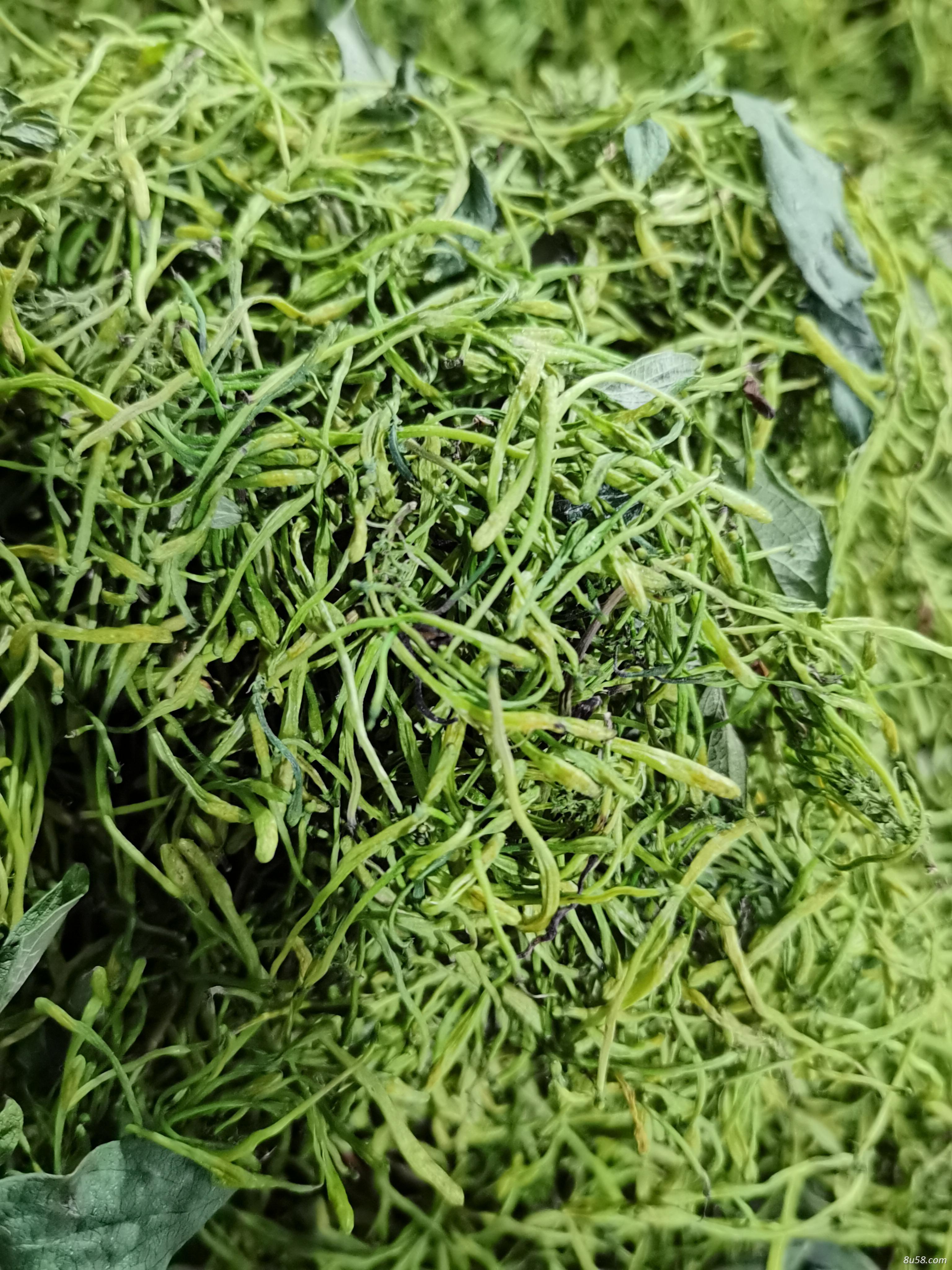出售大量金银花