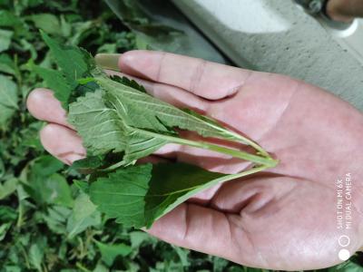 大量现货供应溪黄草鲜品、干品