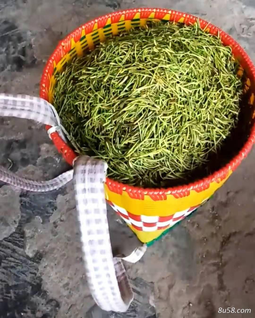 四川大巴山农户种植金银花