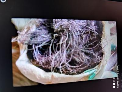 收购，出售野生威灵仙
