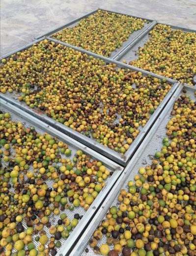 江津枳实，枳壳，新货品优