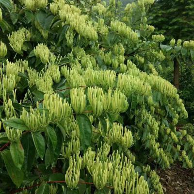 每年6月份有大量高山里种植的金银花出售