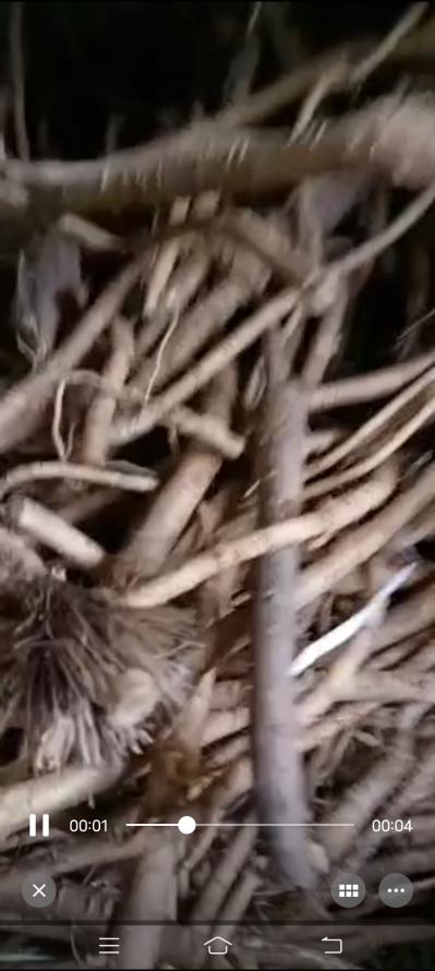 出售野生防风每天100多斤
