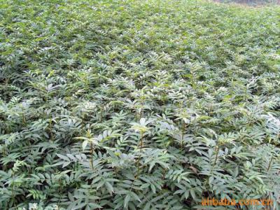 云南产地长年出售花椒苗